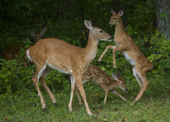 Deer dancing