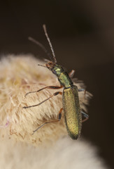 False blister beetle (Chrystanthia geniculata)