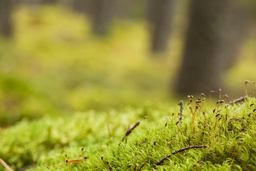 Autumn scene with moss in the foreground.