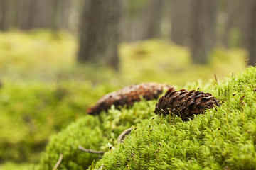 Autumn scene with moss and fir