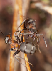 Fighting Horse ants (Formica rufa)