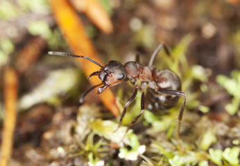 Southern wood ant (Formica rufa) Macro photo.