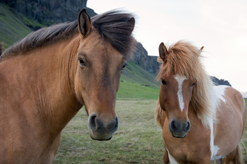 Horses on an Icelandic farm