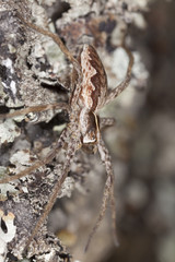 Wolf spider on wood. Macro photo.