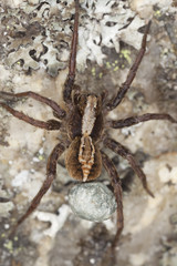 Wolf spider with eggsack. Macro photo.