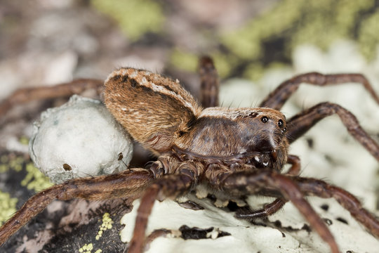 Wolf spider with eggs. Extreme close-up.