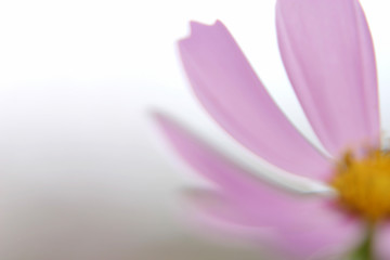 Naklejka premium コスモスのアップ