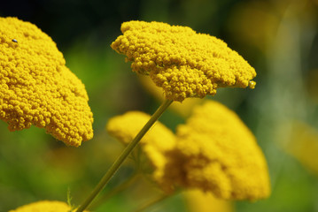 Blüten der Gold-Schafgarbe