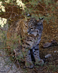 Bobcat