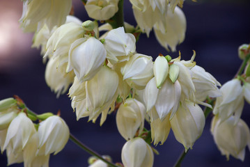 Blüten der Kerzen-Palmlilie