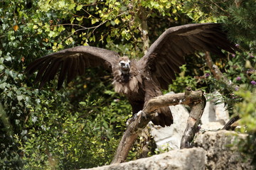 vautour moine,aegypius monachus