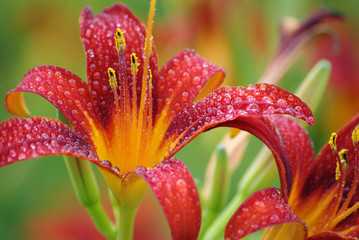 Feuer-Lilie nach einem Regenschauer