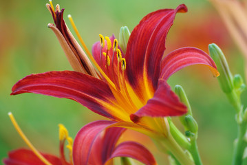 Blüte der Feuer-Lilie