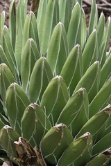 Fototapeta premium Koenigin-Victoria-Agave