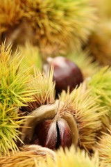 Chestnuts