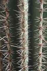 Kaktusstacheln auf Gran Canaria