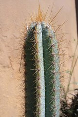 Kaktus pilosocereus pachyclados auf Gran Canaria