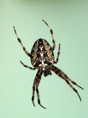 Kreuzspinne