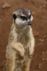 Erdmännchen im Palmitos-Park, Gran Canaria