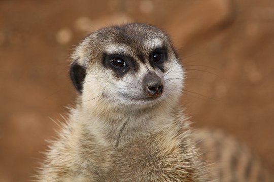 Erdm&auml;nnchen im Palmitos-Park, Gran Canaria