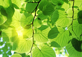 Fototapeta na wymiar green foliage