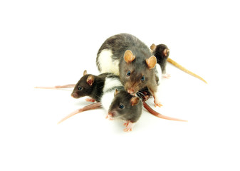 rat