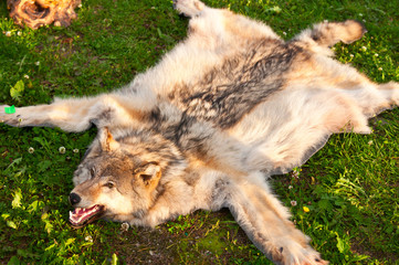 wolf