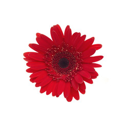 Red Gerber Daisy