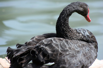 Black Swan