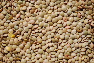 lentilles vertes dorées