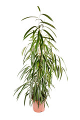Naklejka premium ficus isolated