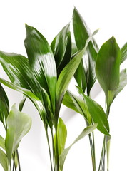Obraz premium green plant