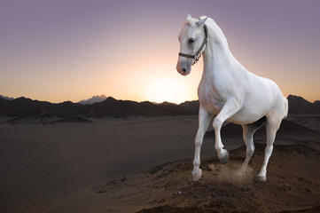 White horse and the sunset in the desert