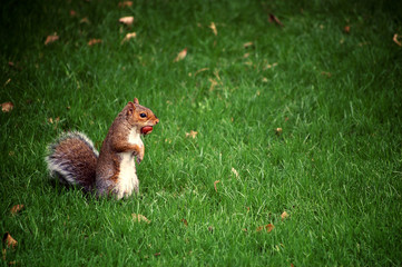 Hungry squirrel in the grass
