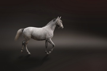 Fototapeta premium Gray horse isolated on black