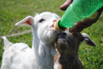 bottle feeding goat kids