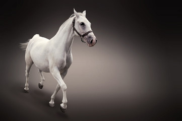 White horse isolated on black © Mrkvica