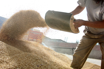 animal feed