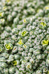 Fresh Raw Green Broccoli