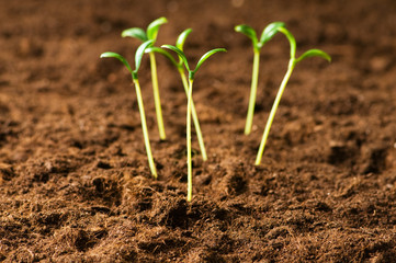Green seedling illustrating concept of new life