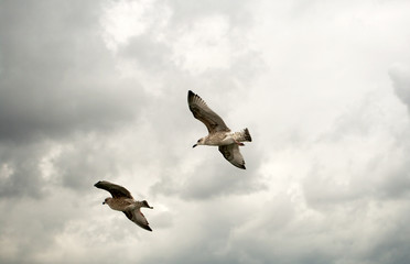 Herring Gulls flying over ferry