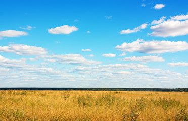 Obraz premium Summer landscape