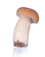 Boletus mushroom isolated on white