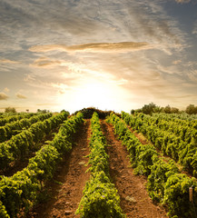rangées de vignes au coucher du soleil