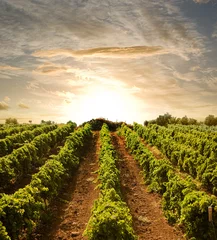 Foto op Plexiglas rijen wijnstokken tot zonsondergang © ollirg