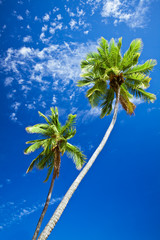 Close up of palm trees agains blue sky
