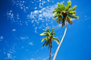 Close up of palm trees agains blue sky