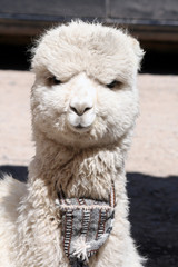 Alpaca in the Andes Mountains in Peru