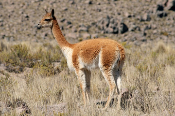 Vicuna in the Andes Mountains in Peru