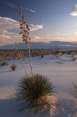 Yuccas 1
